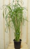 Warentuin natuurlijk Parapluplant Papyrus Cyperus Alternifolius Kamerplant