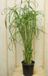 Warentuin natuurlijk Parapluplant Papyrus Cyperus Alternifolius Kamerplant