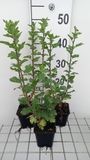 Groendecor Tuinarchitectuur 6x Chrysanthemum - Chrysanthemum hybr. 'Poesie' | pot de 9x9 cm