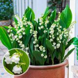 Merkloos / Sans marque Dutch Bulbs B.V. Lelietjes van Dalen Bloembollen Winterhard - Meiklokjes - Convallaria Majalis - 10 stuks - Wit