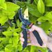 Merkloos Professionele handsnoeischaar voor tuin en bonsai - 22 mm snijcapaciteit