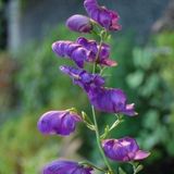 Arborix Aconitum 6 x Aconitum 'Henryi Spark's Variety' - Monnikskap pot 9x9cm