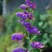 Arborix Aconitum 6 x Aconitum 'Henryi Spark's Variety' - Monnikskap pot 9x9cm