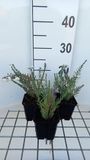 GRDplanten 6x Linum - Linum perenne 'Diamant' | 9x9 cm pot