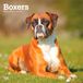 Boxers Browntrout Publishers Boxer 2027 16-Maandenkalender