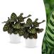 Green boutiQ Calathea Makoyana Pauwenplant - 2 Planten - Pot 12cm - Hoogte 25cm