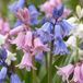 Green boutiQ - 160x Hyacinthoides Hispanica mix - Spaanse boshyacint mix - Diversen - Verwilderingsbol - Bolmaat 7/8
