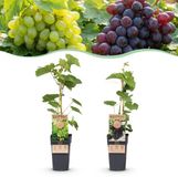 Green boutiQ Vitis vinifera Himrod - Vanessa Druivenplant - Pitarm - Blauw & Witte Druif - 2 Planten