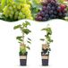Green boutiQ Vitis vinifera Himrod - Vanessa Druivenplant - Pitarm - Blauw & Witte Druif - 2 Planten