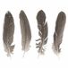Merkloos Decoratie - veren - Fazant - set van 12x stuks - Sierveren - 22cm