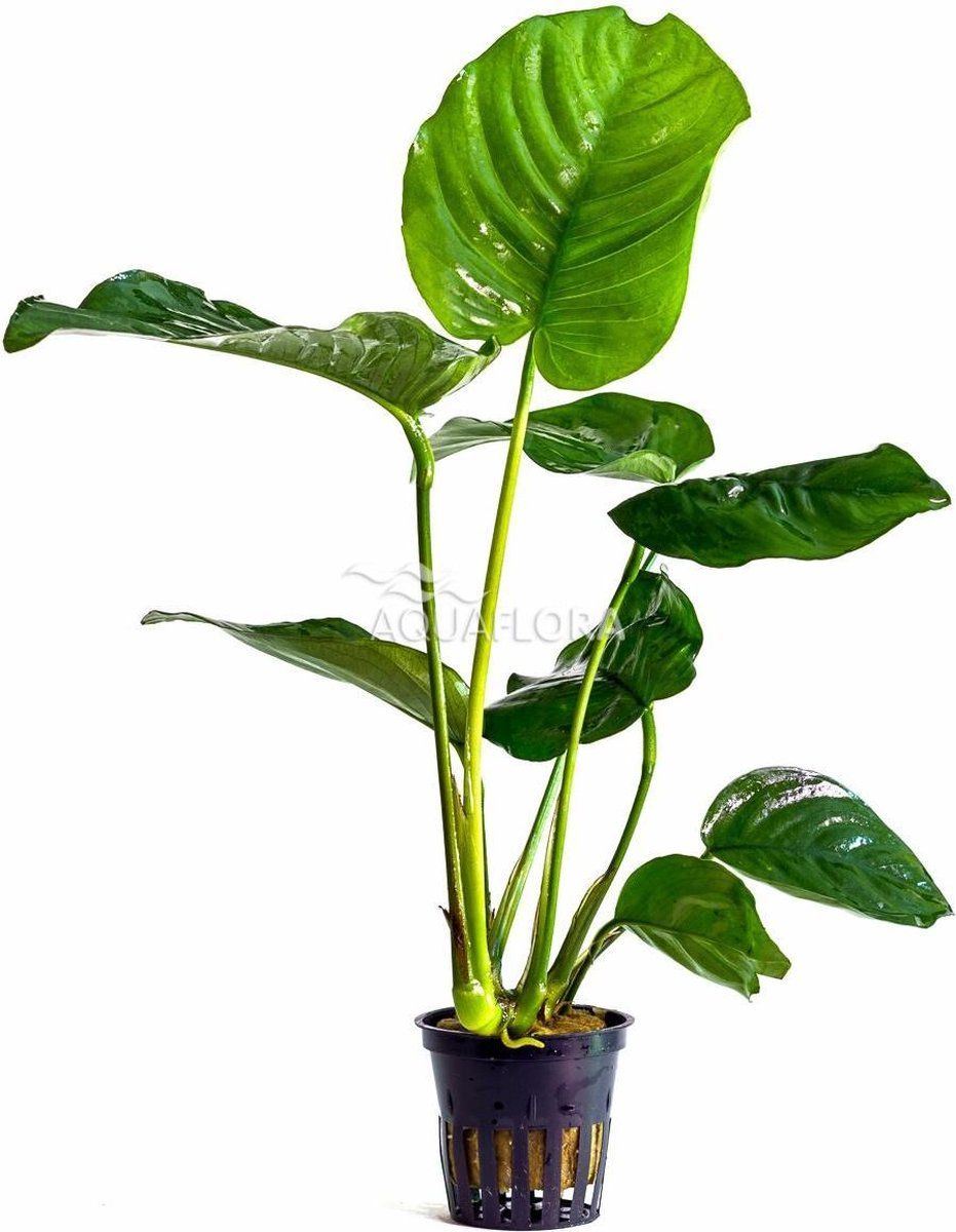 AquaFlora Anubias Barteri 3x - Aquariumplant - Aquariumdecoratie