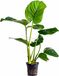 AquaFlora Anubias Barteri 3x - Aquariumplant - Aquariumdecoratie
