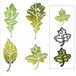 Sizzix Thinlits die Leaf Print