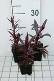 Groendecor Tuinarchitectuur 6x Prachtlobelia - Lobelia xspec. 'Russian Princess' | pot de 9x9 cm
