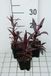 GRDplanten Groendecor Tuinarchitectuur 6x Prachtlobelia - Lobelia xspec. 'Russian Princess' | 9x9 cm pot