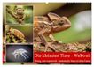 Die Calvendo Die kleinsten Tiere - Weltweit (Wandkalender 2027 DIN A2 quer)