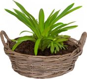 Mega Collections Planten/bloemen mand Levi - rotan - laag model schaal - D35 x H13 cm - plantenpot voor buiten
