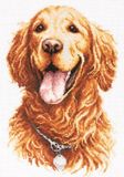 Magic Needle Golden Retriever - Aida telpakket