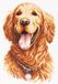 Magic Needle Golden Retriever - Aida telpakket