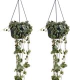 Bloomique - Set van 2 - Ceropegia Woodii - Chinees Lantaarnplantje - Hangplant - Kamerplanten - Luchtzuiverend - Gemakkelijk in onderhoud - Hoogte 15-20 cm - Pot 12 cm