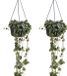 Bloomique - Set de 2 - Ceropegia Woodii - Chinees Lantaarnplantje - Plante suspendue - Plante d'intérieur - Purifiant l'air - Facile d'entretien - Hauteur 15-20 cm - Pot 12 cm