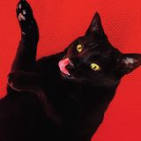 Mascot Licentie Ryan Adams Big Colors CD