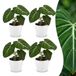 Green boutiQ Philodendron Gloriosum - 4 Planten - Groen - Pot 12cm - Hoogte 25cm