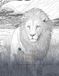 Big 5 Africa: Wildlife Colouring Book