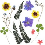 Baker Ross WA162 Gedroogde geperste bloemen - Pakket van 17