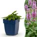 Green boutiQ Stachys off. Ukkie - Ezeloor - Roze - 24 Planten