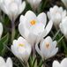 boutiQ - 60x Crocus Blanc