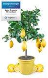Merkloos Citroenboom Mezzo in 6,5 Liter Pot