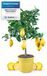 Merkloos Citroenboom Mezzo in 6,5 Liter Pot