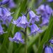 Green boutiQ - 160x Hyacinthoides non Scripta - Wilde hyacint - Blauw - Verwilderingsbol - Bolmaat 7/8