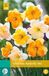 Jub Narcissus Spleetkronig mix bloembollen 5 bollen Narcis JUB