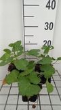 GRDplanten Groendecor Tuinarchitectuur 6x Sidalcea - Sidalcea hybr. 'Little Princess'® | 9x9 cm pot