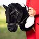 LeMieux Hobby Horse Razzle Noir-blanc