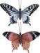 Merkloos Tuin decoratie muur/wand vlinders - 2x stuks - metaal - in bruin en blauw tinten - 44 x 31 cm - schutting tuinversiering