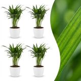 Green boutiQ Areca Lutescens Goudpalm 4 Planten Pot 12cm Hoogte 45cm