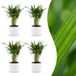 Green boutiQ Areca Lutescens Goudpalm 4 Planten Pot 12cm Hoogte 45cm