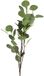 Countryfield Eucalyptus zijde l17b17h90cm groen