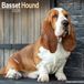 Avonside Basset Hound Kalender 2027 Wandkalender