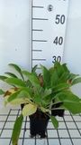 GRDplanten Groendecor Tuinarchitectuur 6x Vingerhoedskruid - Digitalis purp. 'Snow Thimble' | 9x9 cm pot