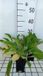 Groendecor Tuinarchitectuur 6x digitale 'Snow Thimble' | pot van 9x9 cm