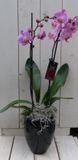 Warentuin Natuurlijk Warentuin Vlinderorchidee lichtroze in hoge zwarte/antraciete pot 60 cm