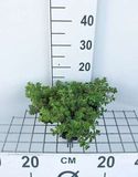 GRDplanten Sedum 6x Sedum spur. 'Album Superbum'