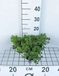 GRDplanten Sedum 6x Sedum spur. 'Album Superbum'