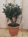 Warentuin Natuurlijk Decoratief Beeld - Olijfboom Olea Europaea - Kunststof - Groen