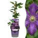 Green boutiQ - 2x Clematis Etoile Viol - Bosrank - Paars - Klimplant - Ø9cm - 35cm