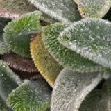 Arborix Stachys Byzantina 'Silver Carpet' - 6 x Ezelsoren pot 9x9cm